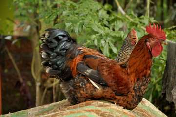 rooster in the farm