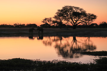 savannah sunset with tree reflection