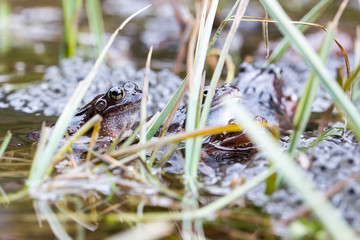 Froschlaichen im Teich