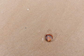 shells in the sand at the beach