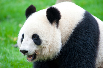 Adult giant panda bear