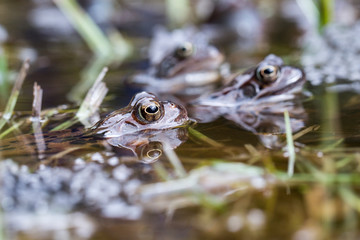 Frösche im Teich