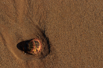 shells in the sand at the beach
