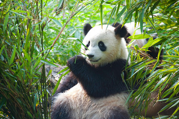 Cute giant panda bear eating bamboo