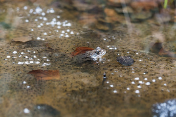 Froschlaichen im Teich