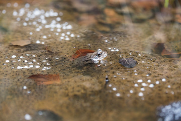 Froschlaichen im Teich
