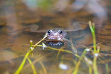 Frosch im Teich