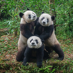 Fototapeta premium Three giant panda bears posing together