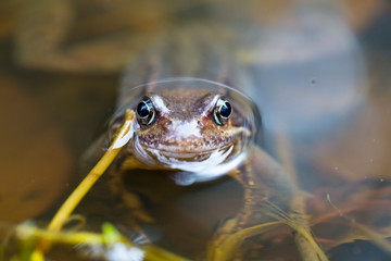 Froschaugen