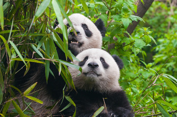 Cute twin panda bears eating bamboo together © wusuowei
