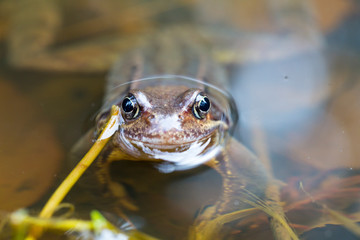 Froschaugen