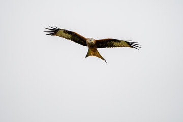 Red Kite (Milvus milvus) flying in mid-Wales