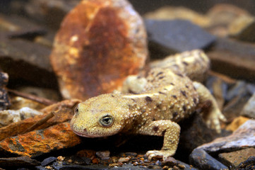 Pyrenean brook salamander / Pyrenäen-Gebirgsmolch (Calotriton asper) - Ordesa National Park , Spain