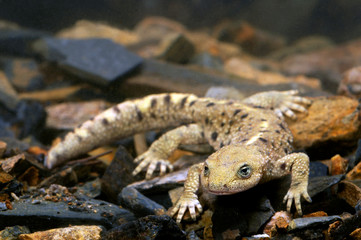 Pyrenean brook salamander / Pyrenäen-Gebirgsmolch (Calotriton asper) - Ordesa National Park , Spain