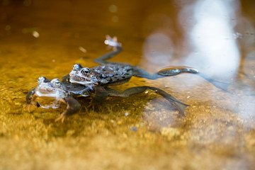 Frosch Paarung