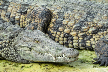 Tête et écailles de Crocodiles du Nil