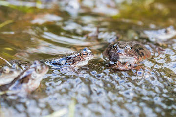 Froschlaichen im Teich