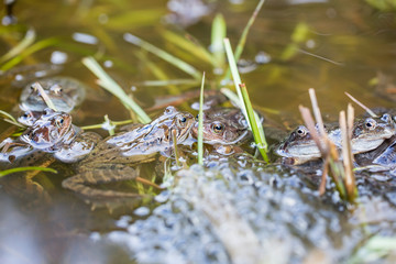 Froschlaichen im Teich
