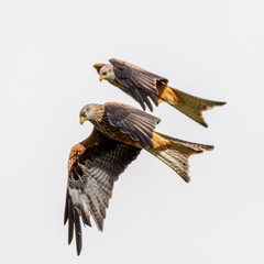 Red Kite (Milvus milvus) flying in mid-Wales