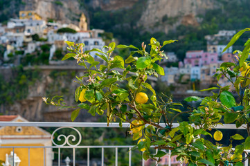 Lemon tree over blurred view of Positano at Amalfi coast.