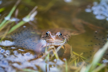 Frösche im Teich