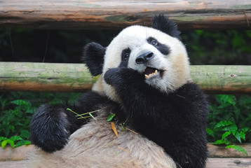 Fototapeta na wymiar Cute giant panda bear eating bamboo
