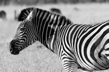 Fototapeta na wymiar Wild Zebra black and white