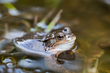 Frosch im Teich