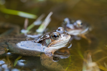 Frösche im Teich