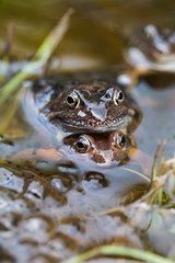 Frosch Paarung