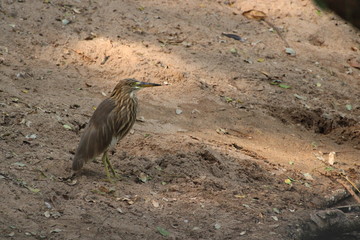 heron on the ground