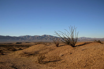 dead tree in the desert