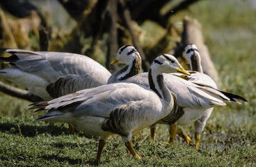 The bar-headed goose or Anser indicus in Bharatpur Bird Sanctuary India