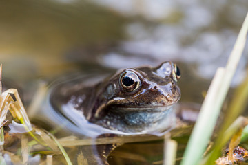 Frosch im Teich