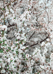 snow-white flowers on a flowering tree in may