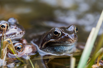 Frösche im Teich
