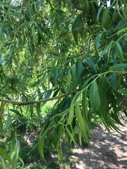 Obraz premium green palm tree