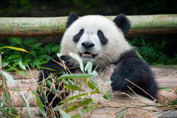 Fototapeta premium Cute giant panda bear eating bamboo