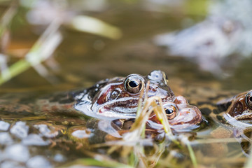 Frosch Paarung