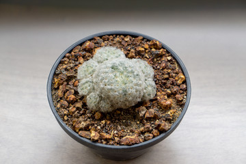Cactus with white thorns, planted in black plastic pots.
