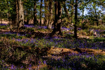 spring in the forest