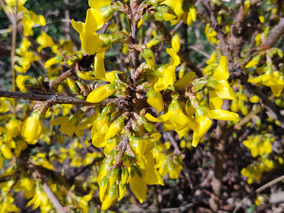 Blooming of the yellow forsythia. Symbol of spring and Easter