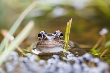 Froschlaichen im Teich