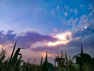 sunset over the field