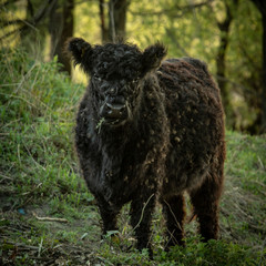 Galloway's at the riverbank of the river Maas