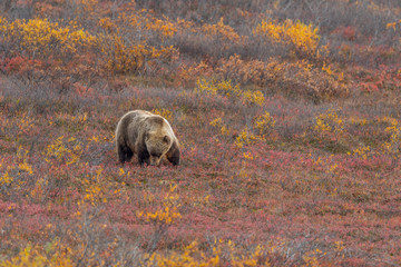 Grizzly Bear on the Tundra in Alaska in Autumn