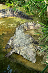 Crocodile du Nil dans la végétation