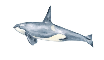 Watercolor killer whale. Black fish or grampus. Realistic underwater animal art. Sea and ocean animal. Biology and zoology illustration.