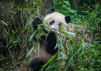 Cute giant panda bear eating bamboo