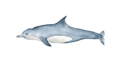 Watercolor bottlenose dolphin hand painted illustration isolated on white background. Realistic underwater animal art.  Ocean Watercolor Hand Drawn Illustration 